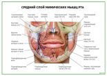 Средний слой мимических мышц рта