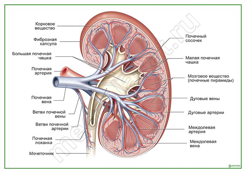 Картинка почки в разрезе