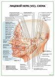 Лицевой нерв (VII). Схема