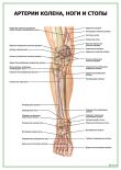 Артерии колена, ноги и стопы
