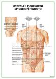Отделы и плоскости брюшной полости