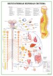 Вегетативная нервная система с нервными путями