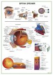 Орган зрения