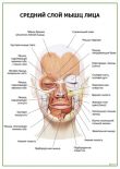 Средний слой мышц лица