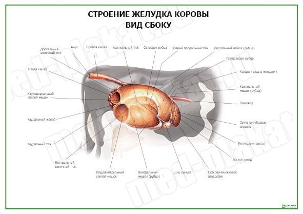 Костная система крупного рогатого скота : нормальная анатомия | vet-Anatomy