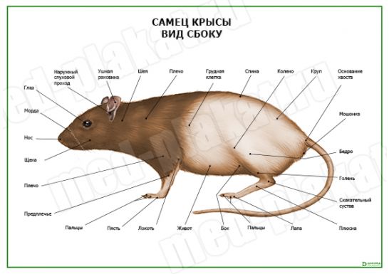 Рисунок крысы внешнее строение