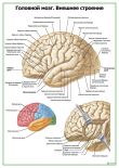 Головной мозг. Внешнее строение