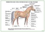 Лимфатические узлы и кровеносные сосуды лошади