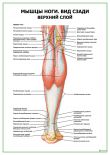 Мышцы ноги. Вид сзади, верхний слой