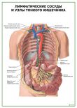 Лимфатические сосуды и узлы тонкого кишечника
