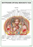 Внутренние органы женского таза
