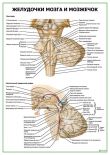 Желудочки мозга и мозжечок