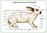 Отделы и области тела кролика