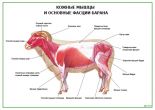 Кожные мышцы и основные фасции барана