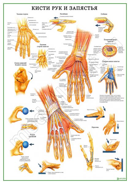 Анатомия кисти руки человека в картинках с названиями