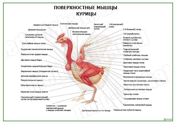 Вы точно человек?