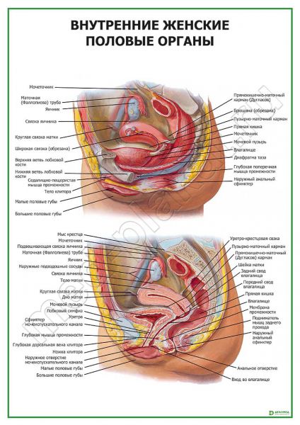Анатомия женщины (строение женских половых органов)