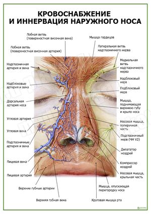 Blood supply topographic features in maxilla and mandible