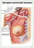 Артерии молочной железы