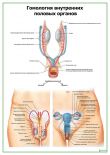 Гомология внутренних половых органов