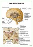 Желудочки мозга