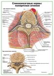 Спинномозговые нервы: поперечное сечение